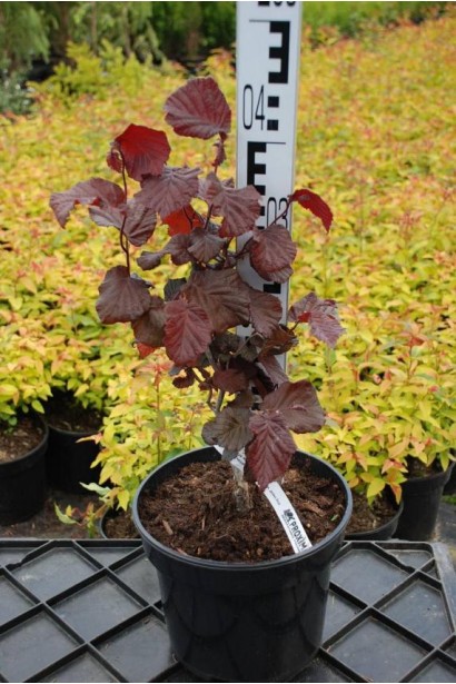 Ліщина європейська Ред Маджестік- 3-5л/вис.30-40см/Ø20-25см